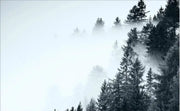 Flug im Nebel — Fototapete · Foto 12