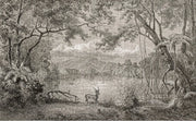 Forêt de gravure — aperçu du décor, vue 15