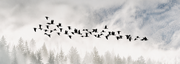 Flug im Nebel — Fototapete · Foto 71