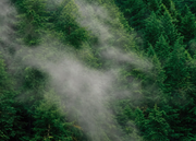 Flug im Nebel — Fototapete · Foto 76