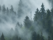 Flug im Nebel — Fototapete · Foto 77