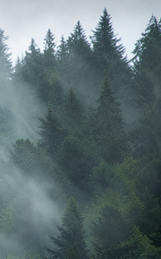 Flug im Nebel — Fototapete · Foto 78