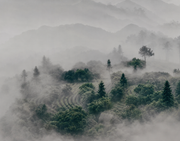 Flug im Nebel — Fototapete · Foto 79