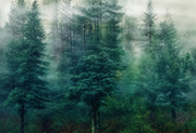 Flug im Nebel — Fototapete · Foto 55