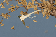 Magnolienzweige — Fototapete · Foto 115