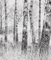 Bouleaux blancs — détail photographique du motif, écorces et herbes fines (vue générée)
