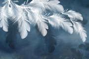 Papier peint Plumes de soie, Motif 8, détail des plumes blanches à droite.