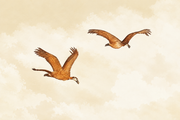 Safari des petits — motif 20, détail des deux oiseaux en vol du papier peint